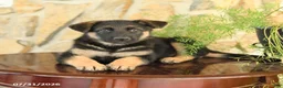 German Shepherd dogs for sale: Lily - Ad 3