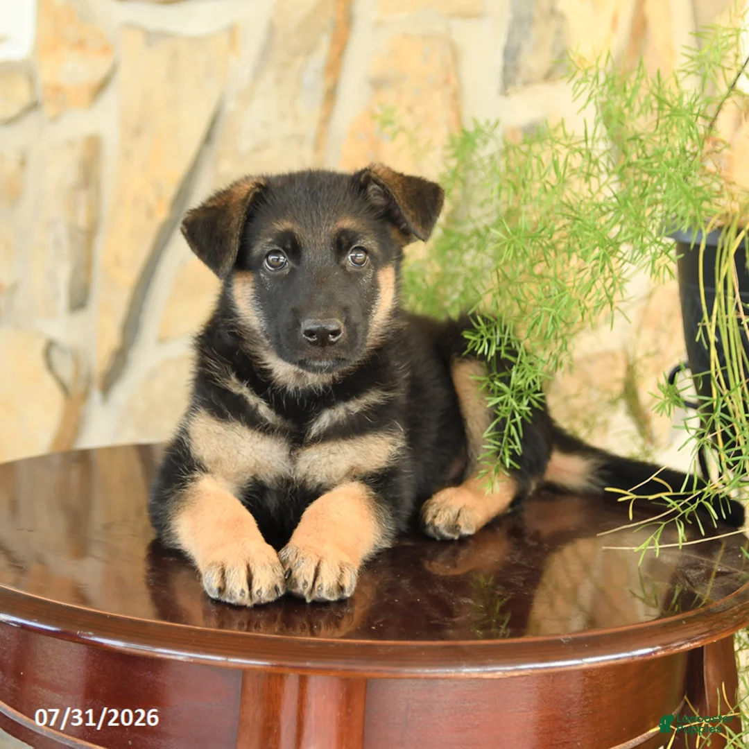 German Shepherd dogs for sale: Lily - Ad 3
