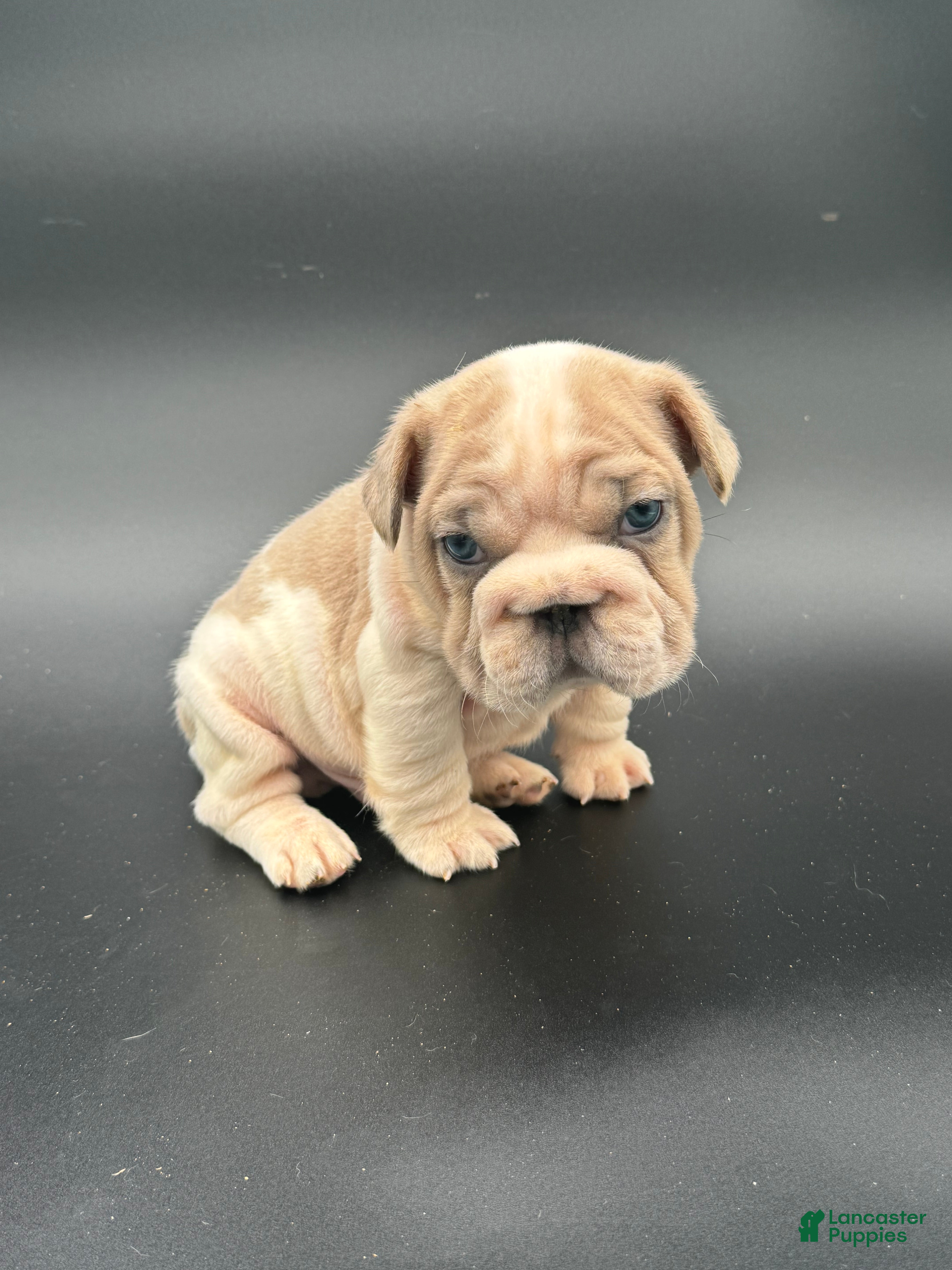 French Bulldog dogs French Bulldog Puppy 1 - Ad 16