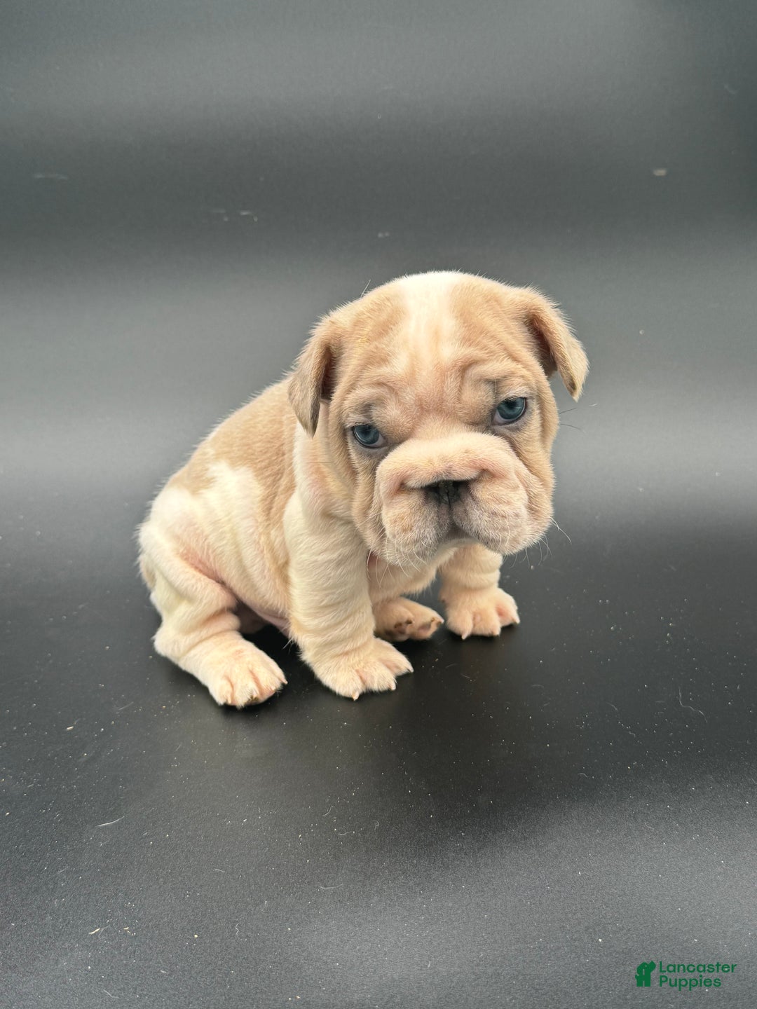 French Bulldog dogs for sale: French Bulldog Puppy 1 - Ad 1