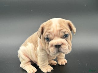 French Bulldog dogs French Bulldog Puppy 1 - Ad 13