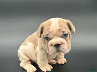 French Bulldog dogs French Bulldog Puppy 1 - Ad 15