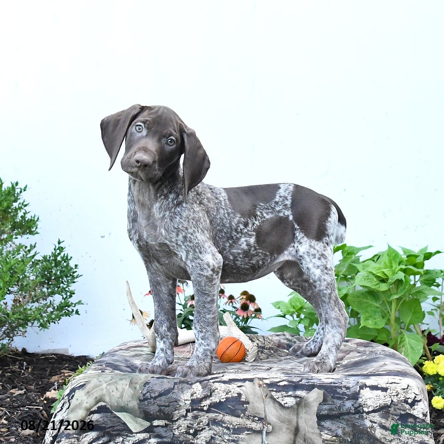 German Shorthaired Pointer dogs Mabel - Ad 2