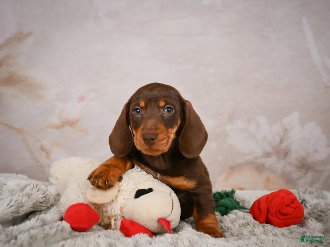 Miniature Dachshund dogs for sale: Simon - Ad 1