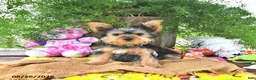 Yorkshire Terrier dogs for sale: Tanjo - Ad 3