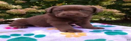 Labrador Retriever dogs for sale: Nova  - Ad 3
