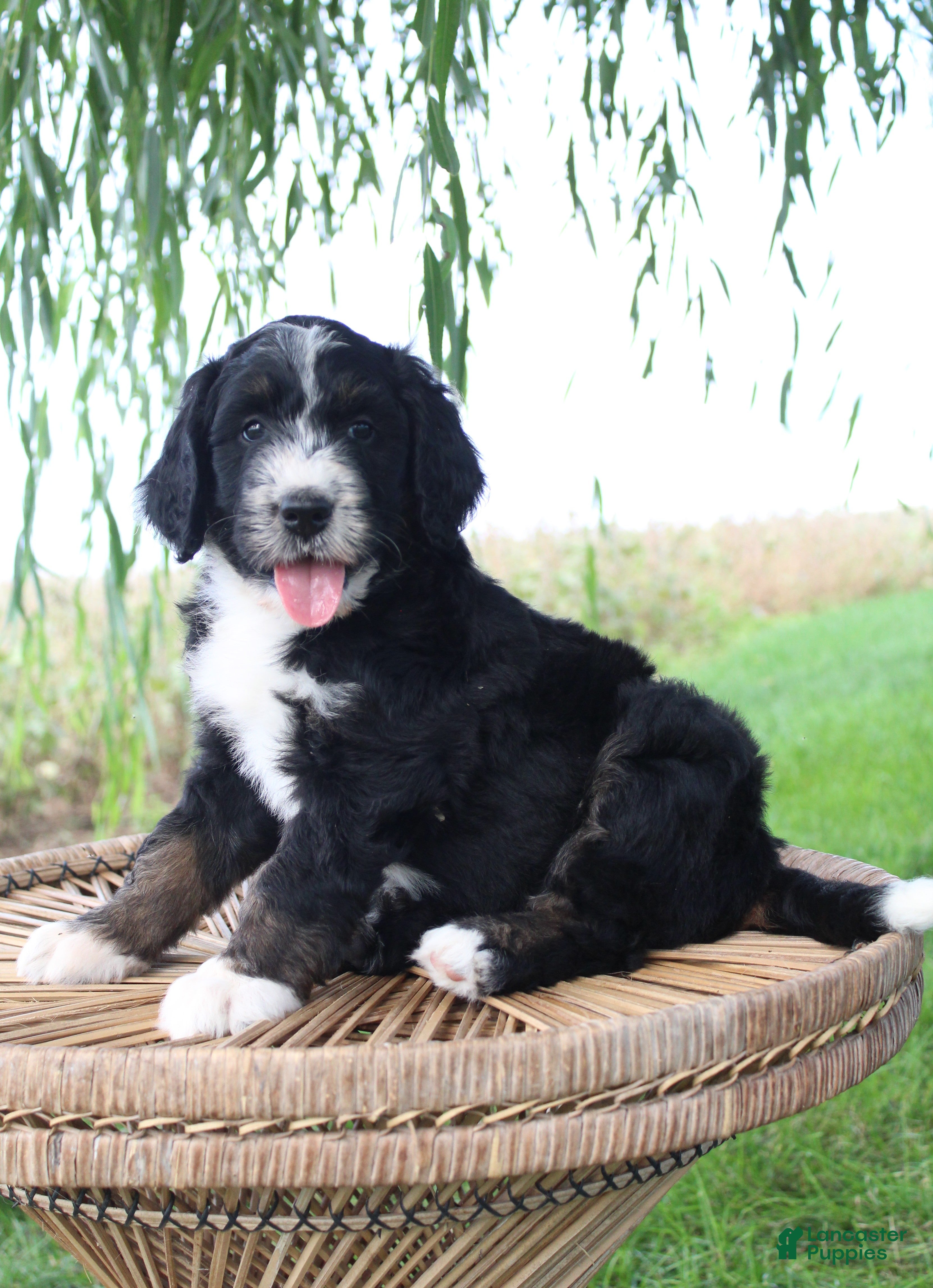 Bernedoodle dogs Hazel - Ad 2