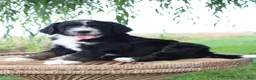 Bernedoodle dogs for sale: Hazel - Ad 2