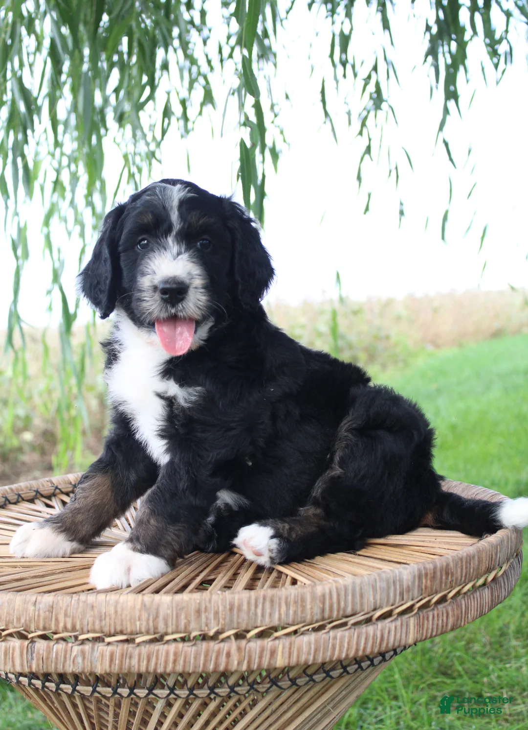 Bernedoodle dogs for sale: Hazel - Ad 2