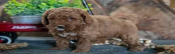 Miniature Poodle dogs for sale: Olivia - Ad 3