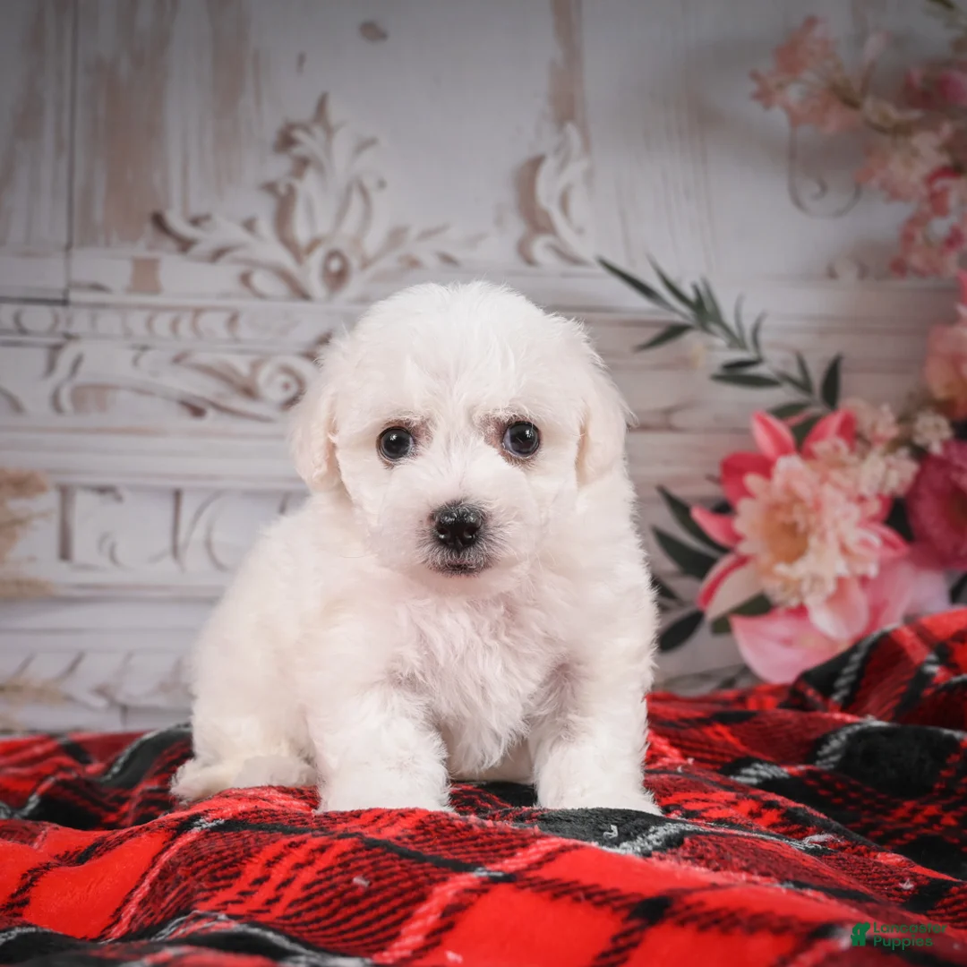 Bichon Frise dogs for sale: AKC-Mya - Ad 7