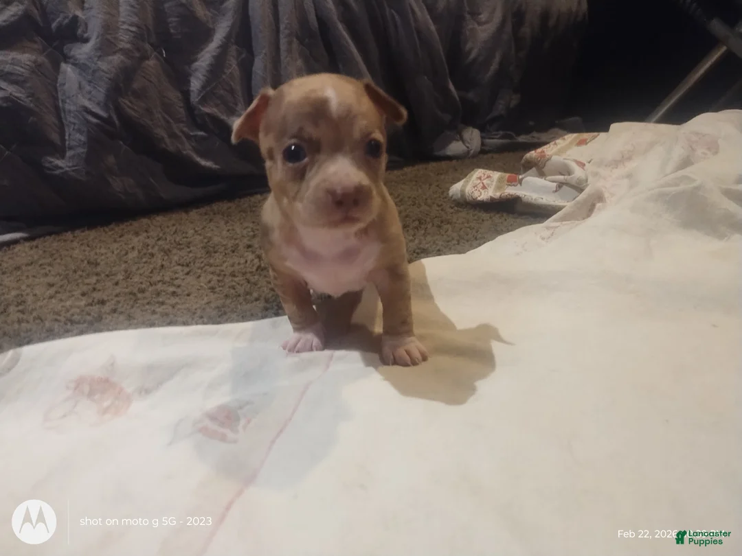 Chiweenie dogs for sale: Chiweenie Puppy 2 - Ad 9