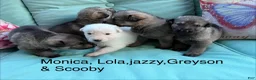 German Shepherd dogs for sale: Jack  - Ad 28