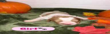 Brittany Spaniel 5