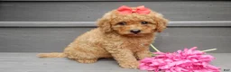 Mini Goldendoodle dogs for sale: Sheila - Ad 4