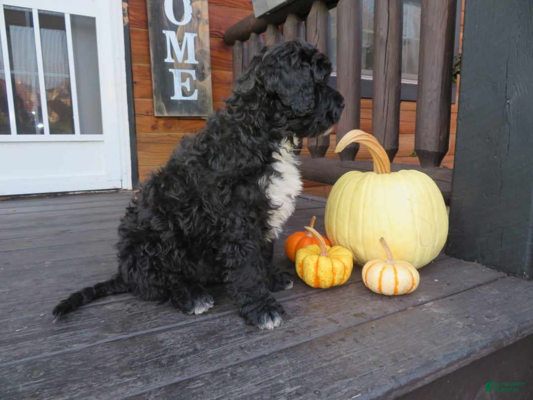 Portuguese Water Dog dogs for sale: Cody - Ad 11