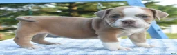 Mixed Breed dogs for sale: Luna bully hybrid  - Ad 19