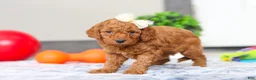 Mini Goldendoodle dogs for sale: Macy - Ad 4