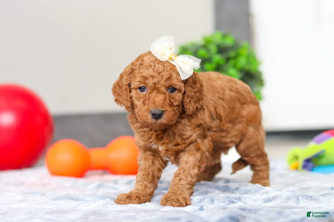 Mini Goldendoodle dogs for sale: Macy - Ad 4