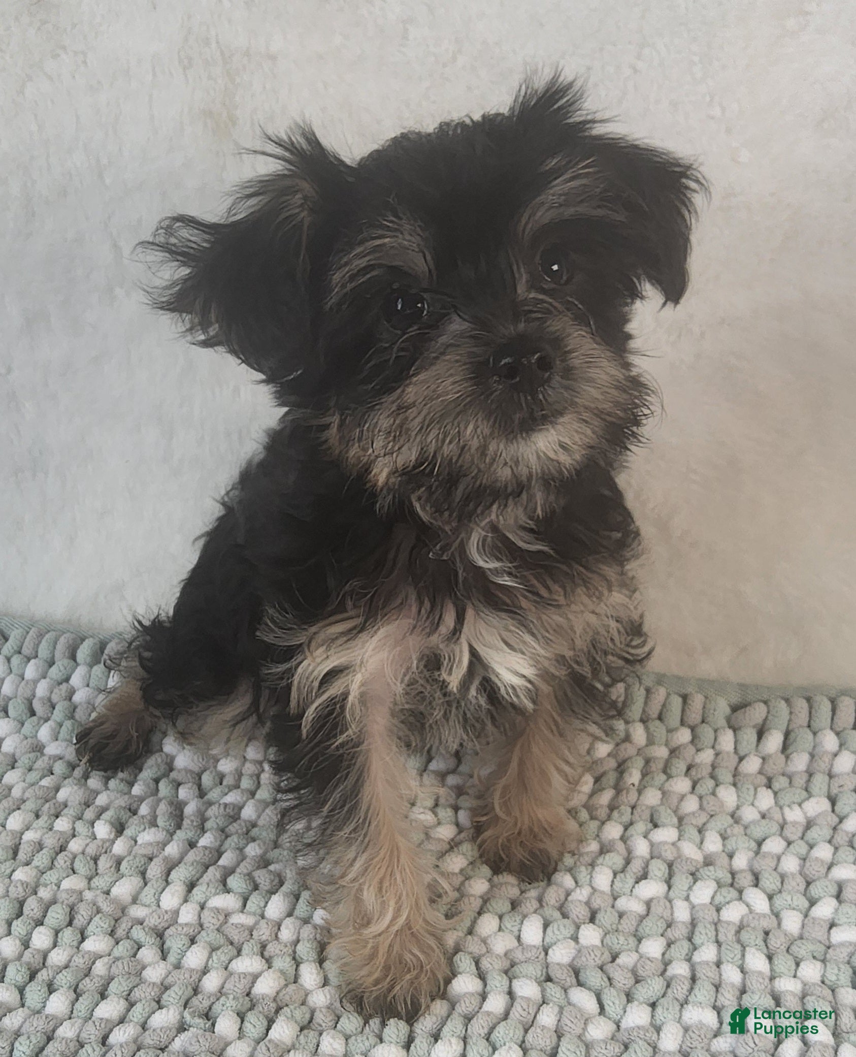 Yorkiepoo dogs Diamond Dream - Ad 2