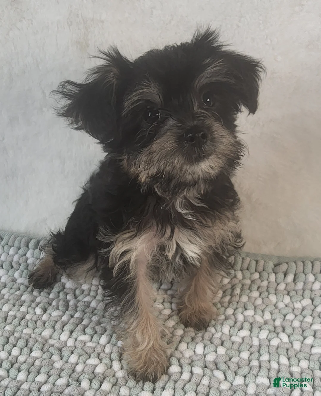 Yorkiepoo dogs for sale: Diamond Dream - Ad 2