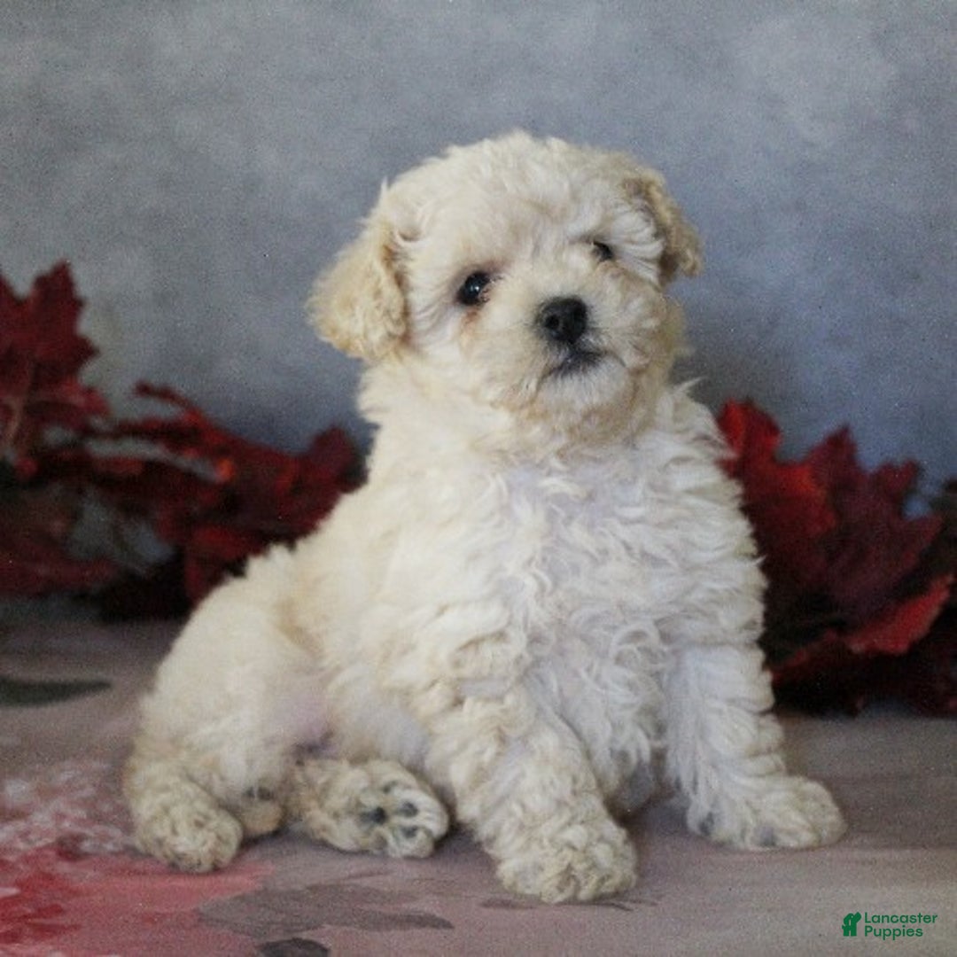 Toy Poodle dogs for sale: Travis - Ad 10