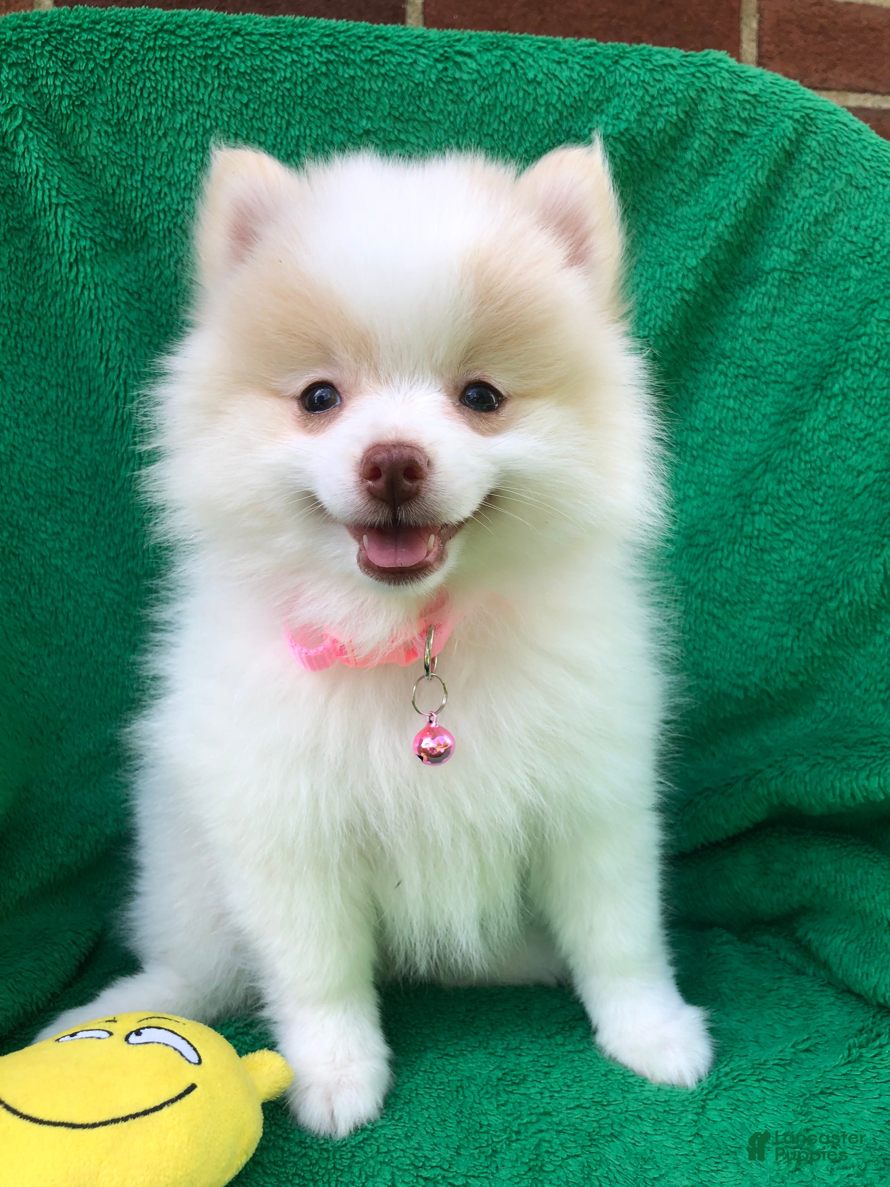 Pomeranian dogs Gemma - Ad 2