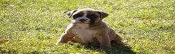 Boxer dogs for sale: Sam - Ad 4