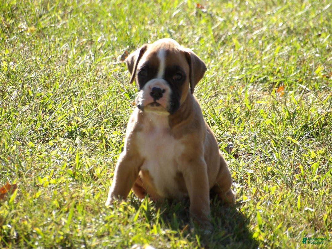 Boxer dogs for sale: Sam - Ad 4