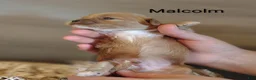 Shihpoo dogs for sale: Shihpoo Puppy 5 Malcolm  - Ad 9