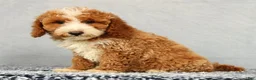 Mini Goldendoodle dogs for sale: Vern - Ad 2