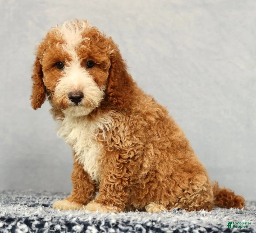 Mini Goldendoodle dogs for sale: Vern - Ad 2
