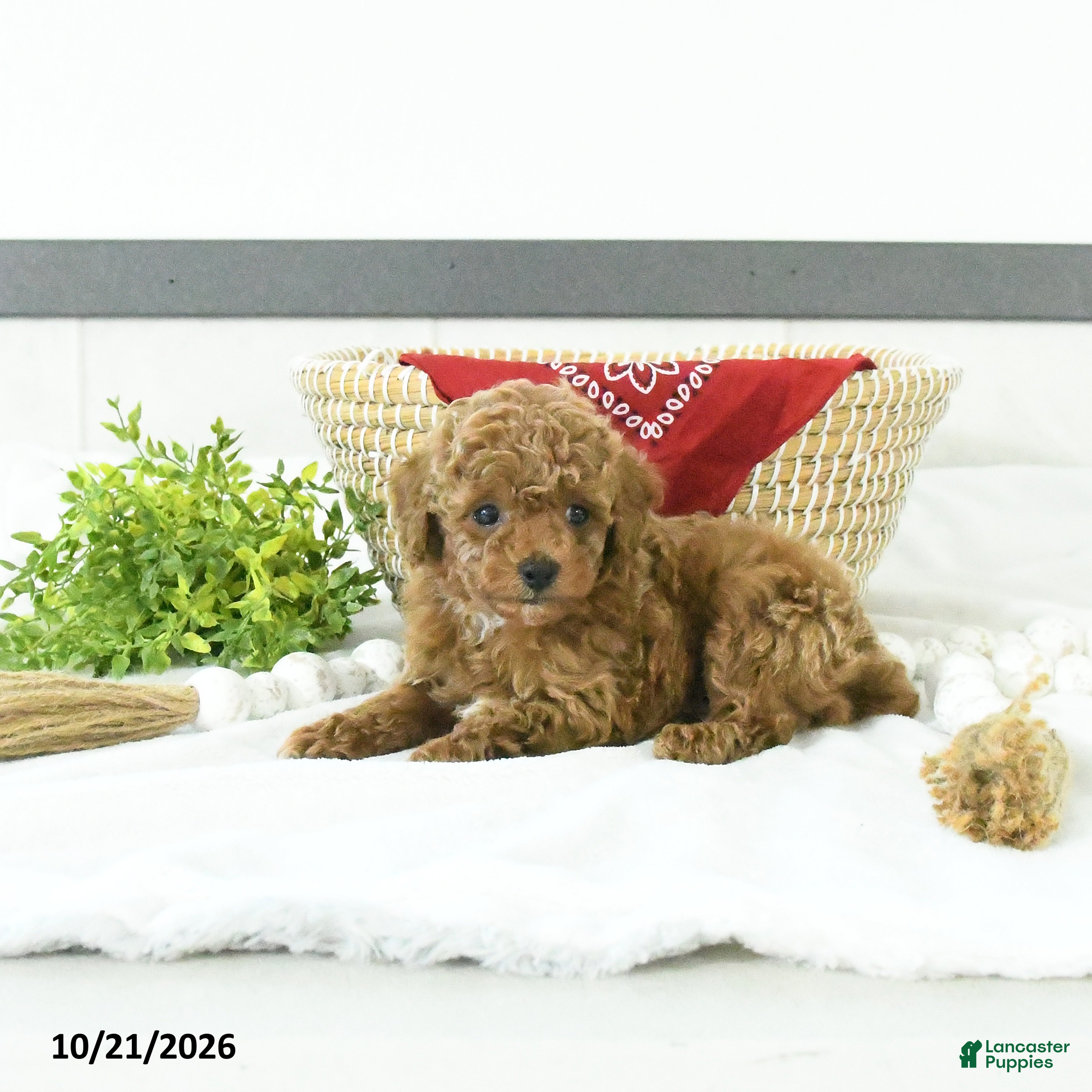 Toy Poodle dogs Nolan - Ad 1