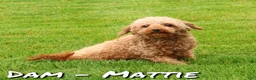 Miniature Poodle dogs for sale: Angie - Ad 10