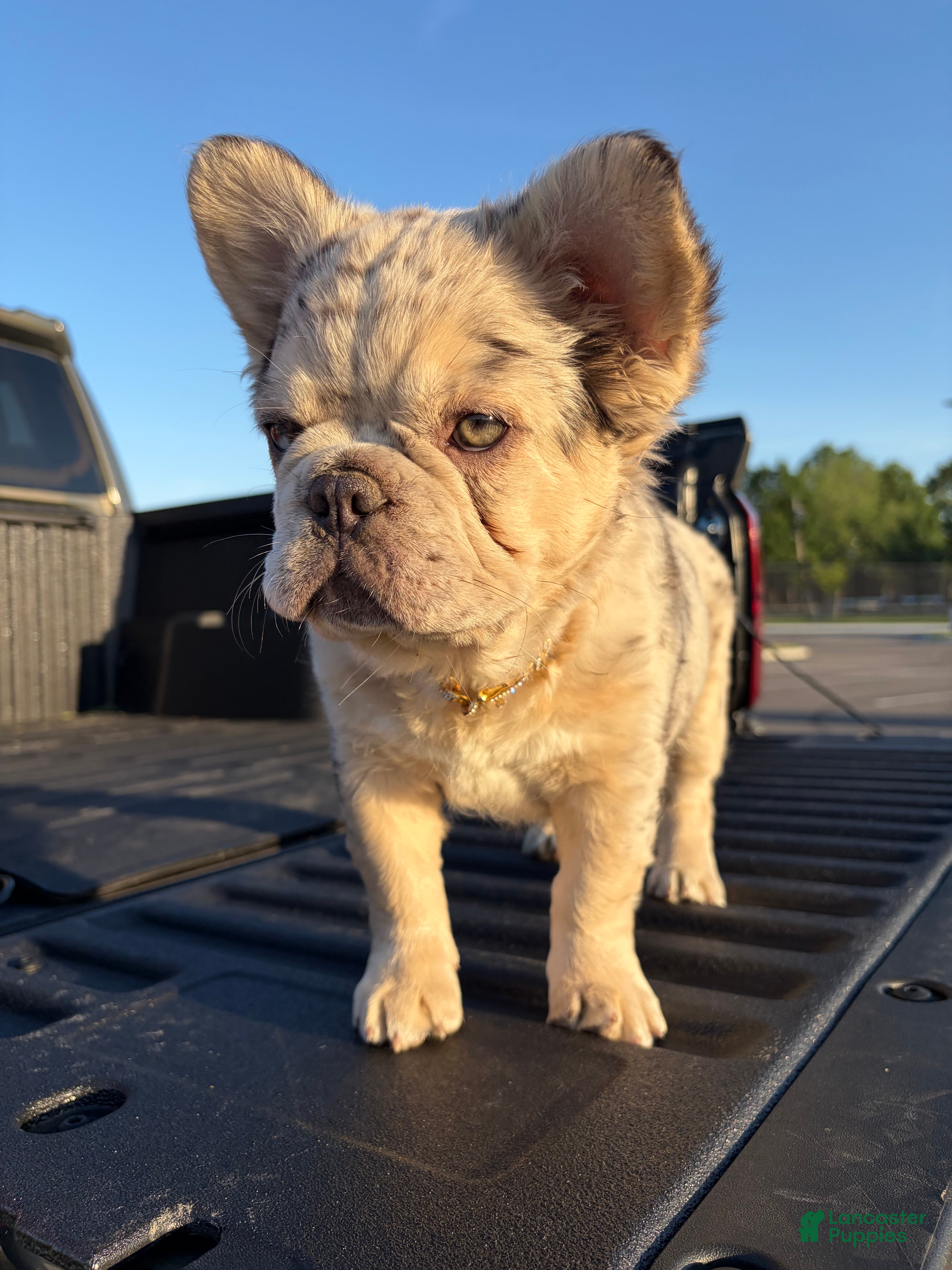 French Bulldog dogs French Bulldog Puppy 1 - Ad 1