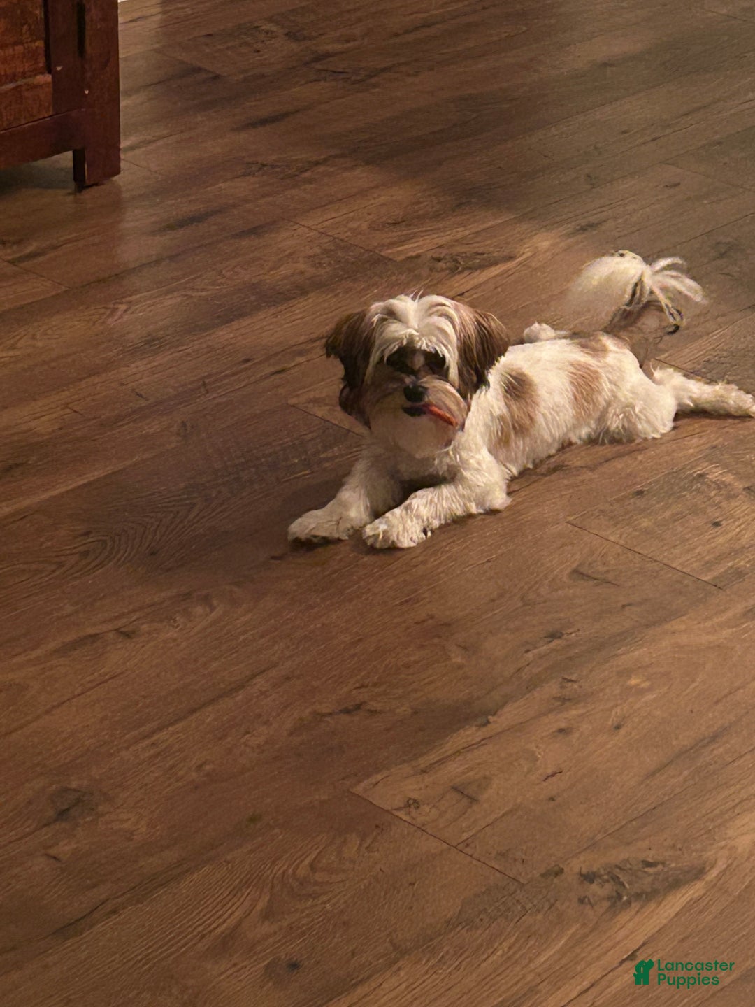 Mixed Breed dogs for sale: Chuck - Ad 4