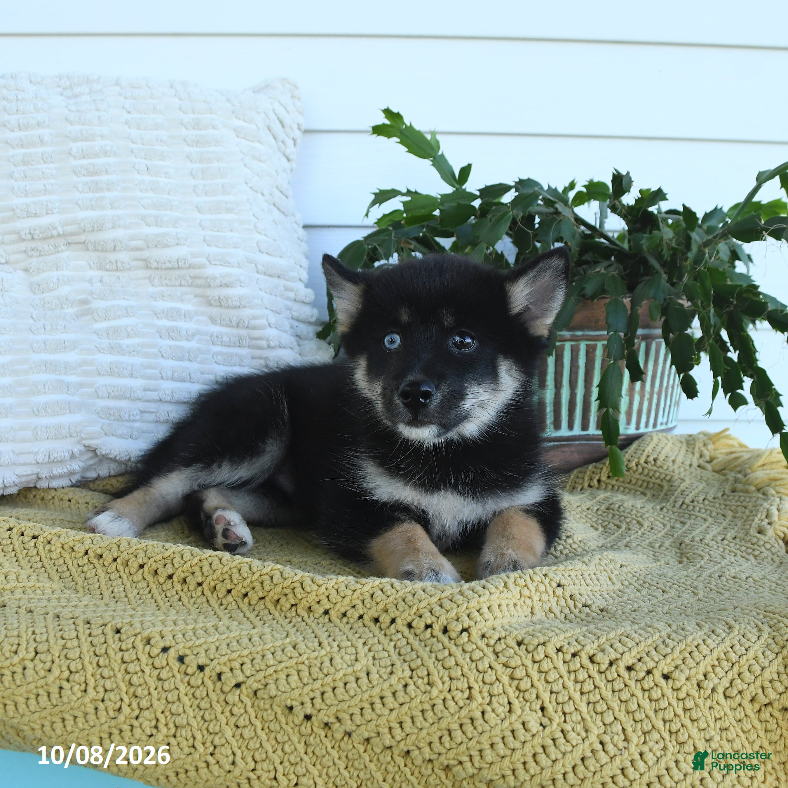 Pomsky dogs Bruno - Ad 2