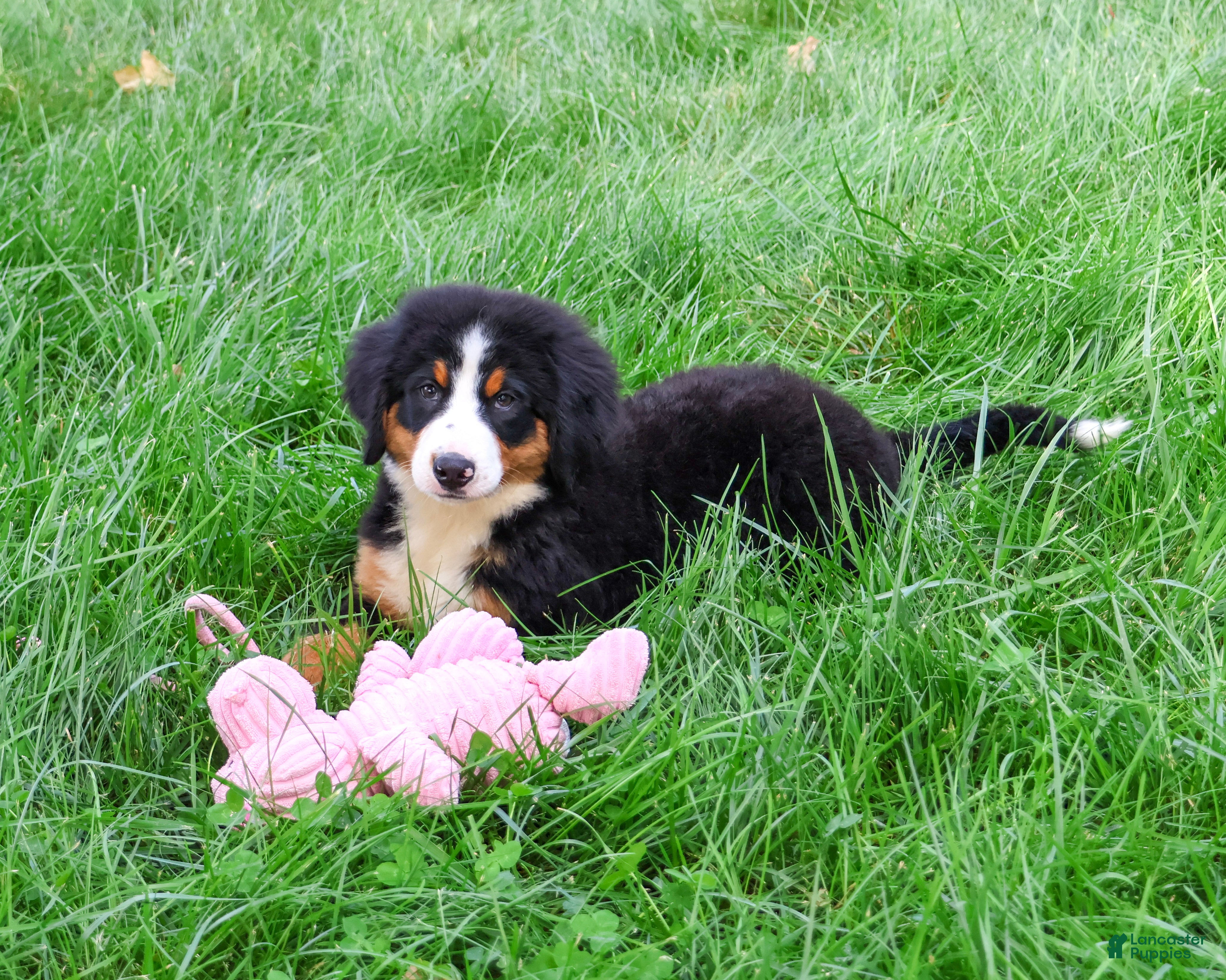 Bernese Mountain Dog dogs Star - Ad 6