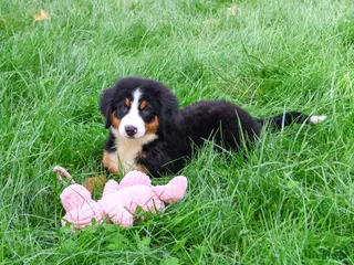 Bernese Mountain Dog dogs Star - Ad 9