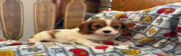 Cavalier King Charles Spaniel dogs for sale: Mickey - Ad 6