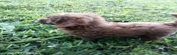 Cavapoo dogs for sale: Kimby - Ad 4