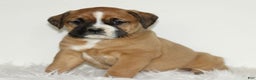 Mixed Breed dogs for sale: Darla  - Ad 3