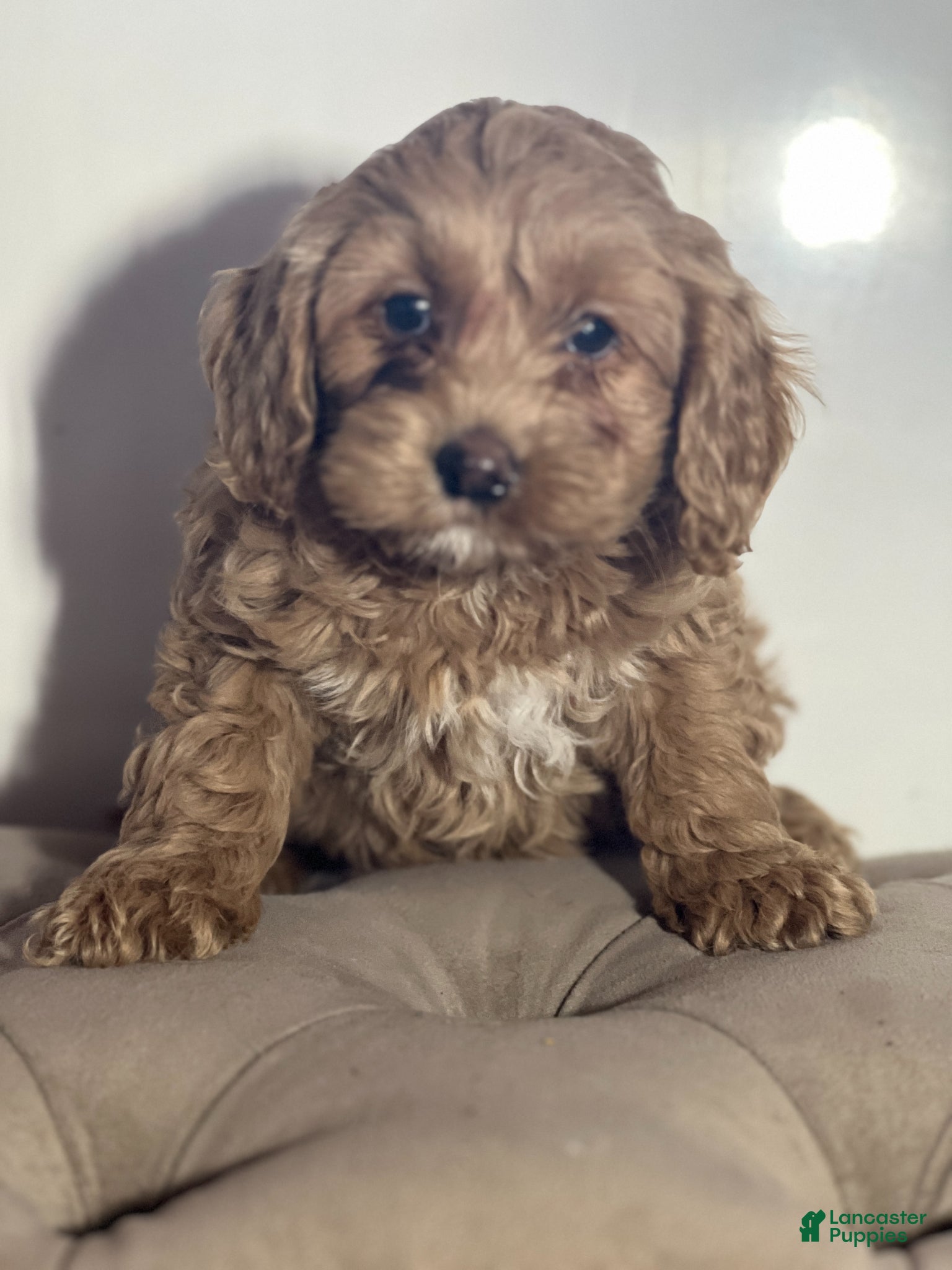 Cockapoo dogs Dottie - Ad 18