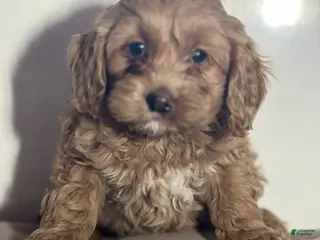 Cockapoo dogs Dottie - Ad 36