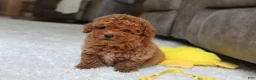 Toy Poodle dogs for sale: Tucker - Ad 11