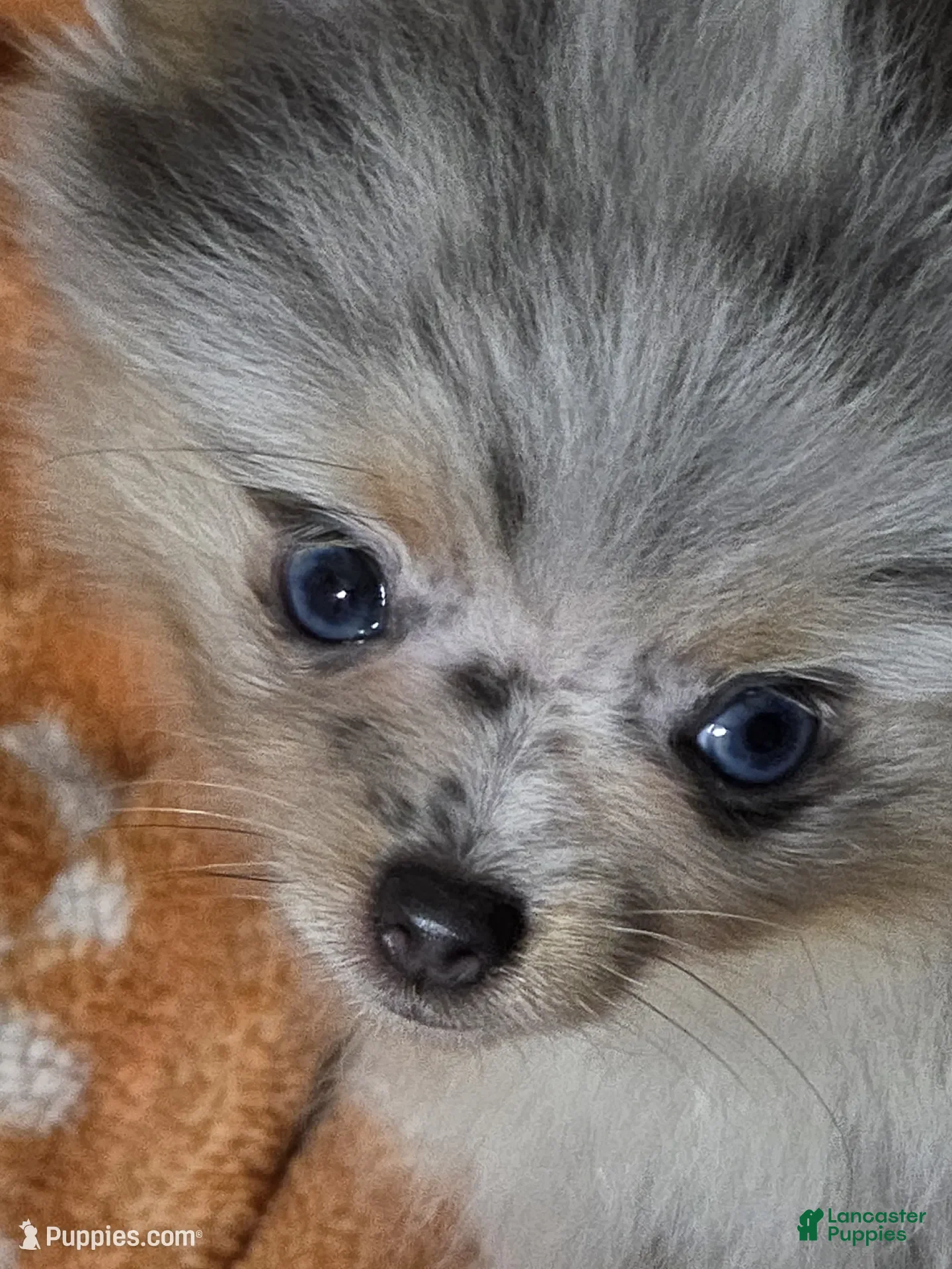Pomeranian dogs for sale: Aca sky  - Ad 2