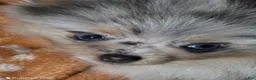 Pomeranian dogs for sale: Aca sky  - Ad 1