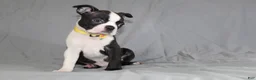 Boston Terrier dogs for sale: Daisy - Ad 5
