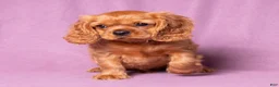 Cavalier King Charles Spaniel dogs for sale: Einstein - Ad 1