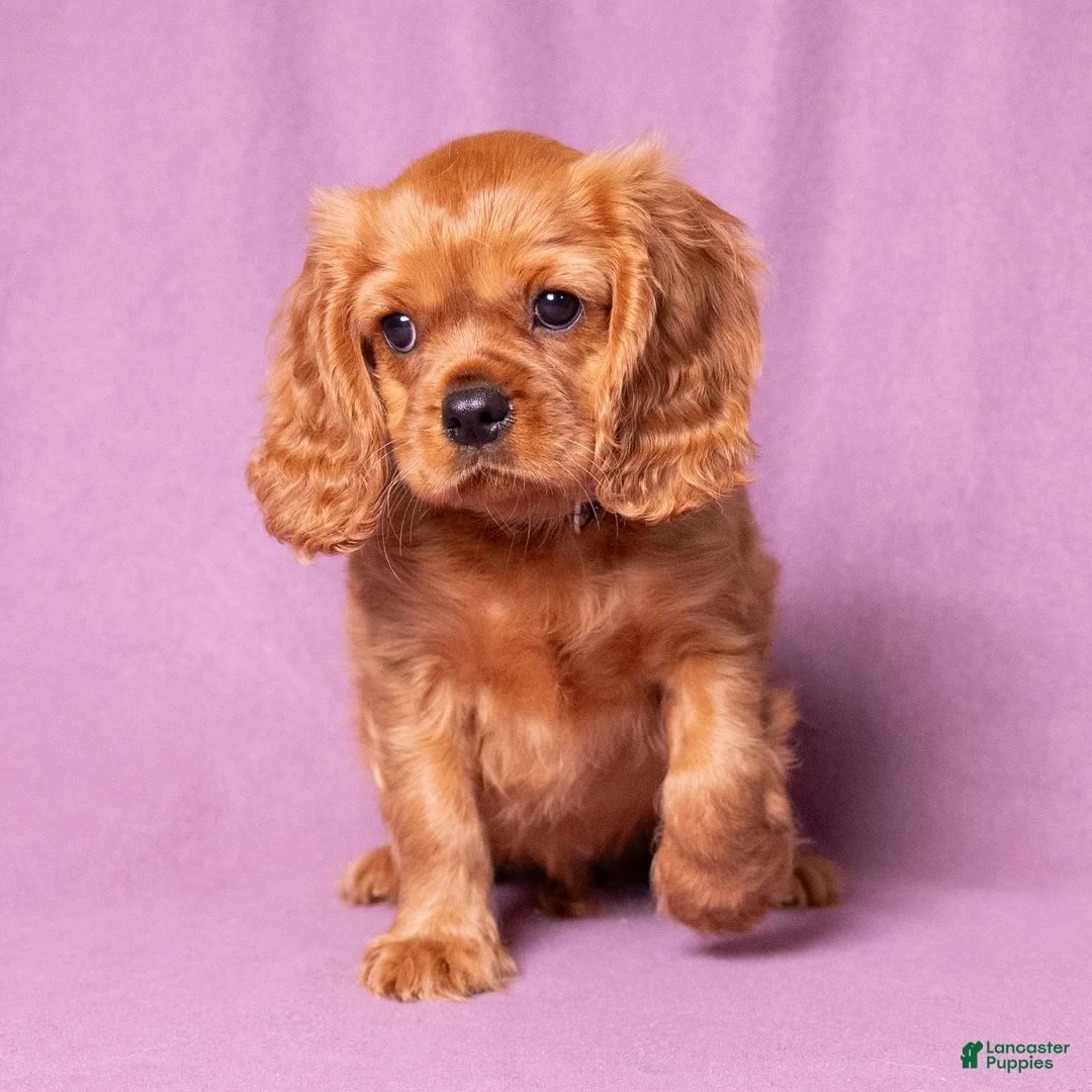 Cavalier King Charles Spaniel dogs for sale: Einstein - Ad 1